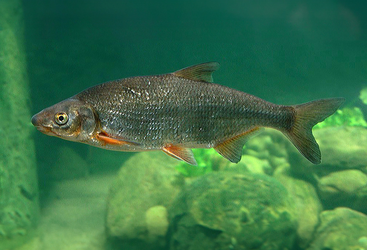 Морунаж