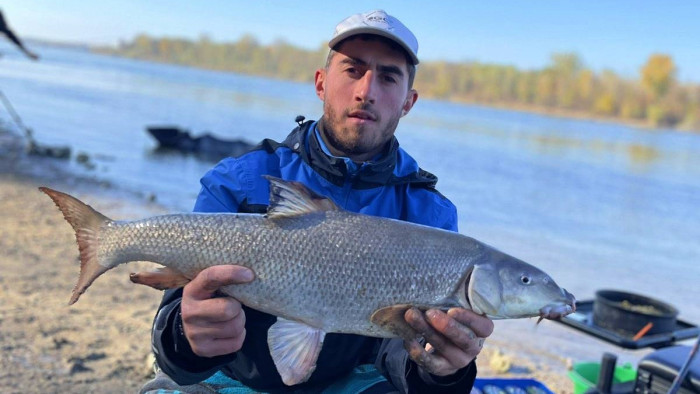 ГОЛЕМИ БЕЛИ МРЯНИ на РЕКА ДУНАВ на ДИВОТО - РИБОЛОВ с ФИДЕР и КОМБИ РИГ