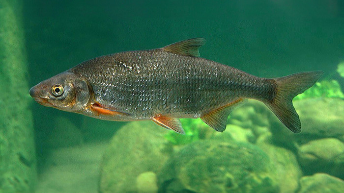 Морунаж