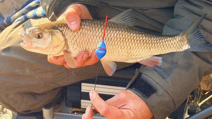 КЕФАЛИ и СКОБАРИ с БОЛОНЕЗА и ПЛУВКА от Река ЯНТРА