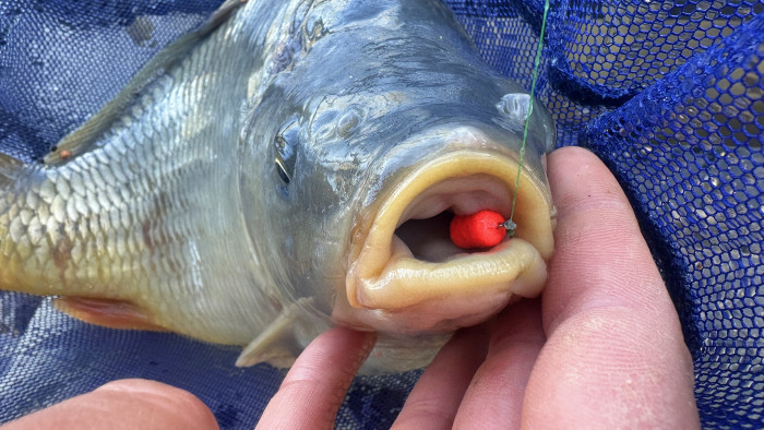 ШАРАНИ през ЕСЕНТА РИБОЛОВ на МЕТОД ФИДЕР - КАКВИ ЗАХРАНКИ и ПЕЛЕТИ да ИЗБЕРЕМ