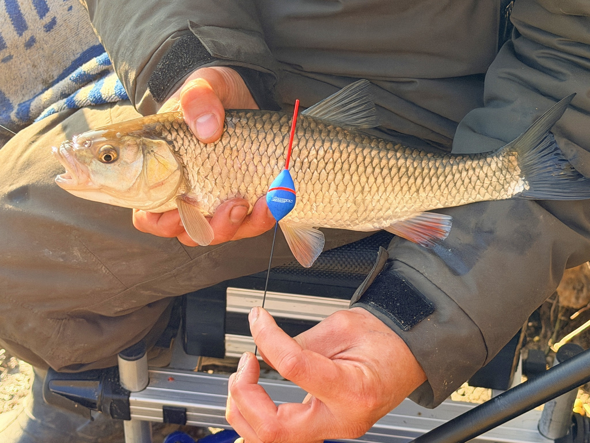 КЕФАЛИ и СКОБАРИ с БОЛОНЕЗА и ПЛУВКА от Река ЯНТРА