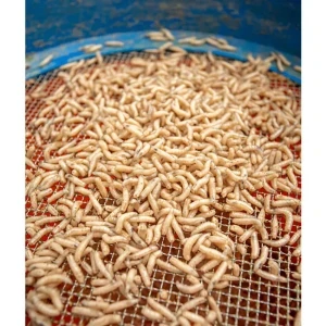 Лепило за бели червеи Troshan Fishing Maggot Fix